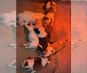 Olde English Bulldogge Puppy for sale in EVANS MILLS, NY, USA