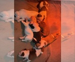 Small Olde English Bulldogge