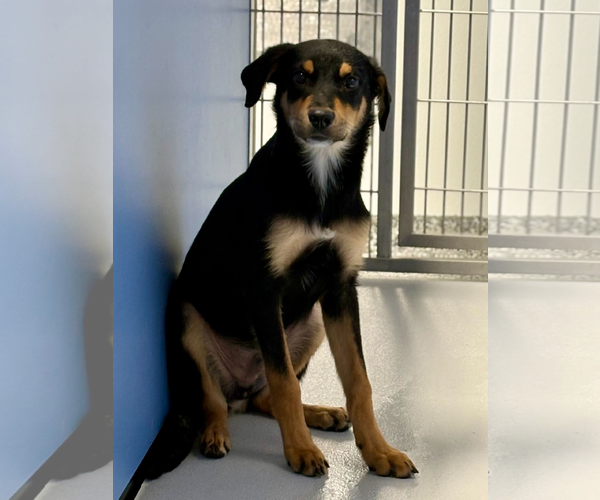 Medium Photo #2 Rottweiler-Unknown Mix Puppy For Sale in Hillsboro, NH, USA