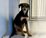 Small #1 Rottweiler Mix