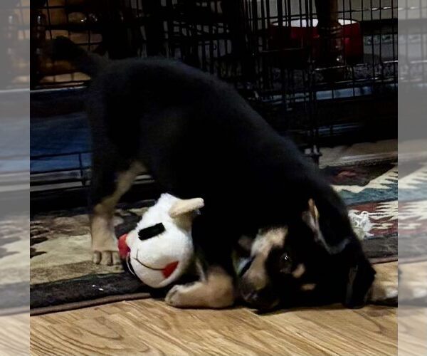 Medium Photo #3 Australian Shepherd-Unknown Mix Puppy For Sale in Mechanicsburg, PA, USA