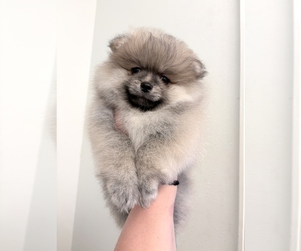 Medium Photo #2 Pomeranian Puppy For Sale in BRANSON, MO, USA