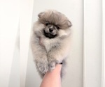 Small #1 Pomeranian