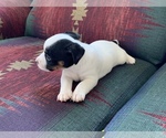 Small Photo #5 Jack Russell Terrier Puppy For Sale in REBERSBURG, PA, USA