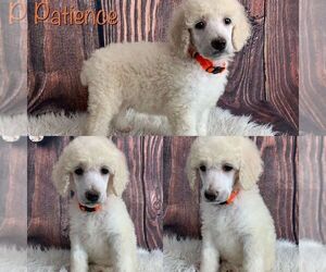 Poodle (Standard) Puppy for sale in SWANSBORO, NC, USA