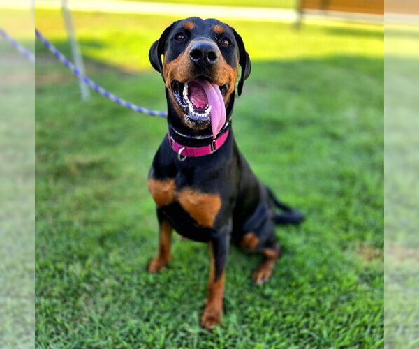 Medium Photo #4 Doberman Pinscher-Unknown Mix Puppy For Sale in Long Beach, CA, USA