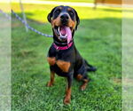 Small Photo #4 Doberman Pinscher-Unknown Mix Puppy For Sale in Long Beach, CA, USA