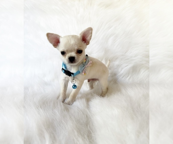 Medium Photo #9 Chihuahua Puppy For Sale in SACRAMENTO, CA, USA