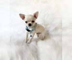 Small #8 Chihuahua