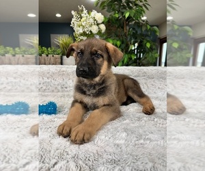 German Shepherd Dog Puppy for sale in GREENFIELD, IN, USA