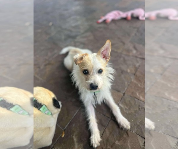 Medium Photo #7 Border Terrier-Chihuahua Mix Puppy For Sale in Princeton, MN, USA