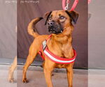 Small #1 Mountain Cur Mix