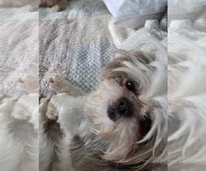 Father of the Shih Tzu puppies born on 06/04/2026