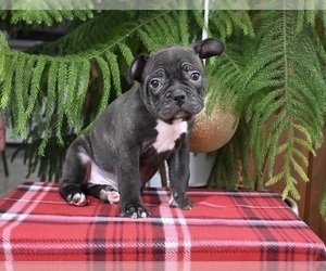 Faux Frenchbo Bulldog Puppy for sale in MILLERSBURG, OH, USA