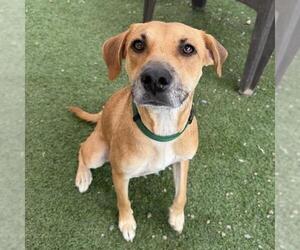Lanna - Female Chihuahua-Unknown Mix Dog for Adoption - Photo #3