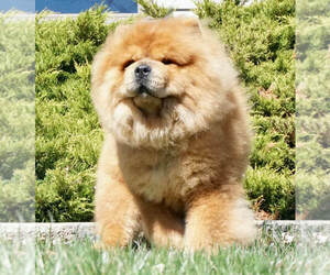 Father of the Chow Chow puppies born on 11/28/2021