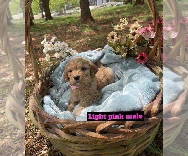 Medium Photo #3 Goldendoodle Puppy For Sale in MUSTANG, OK, USA