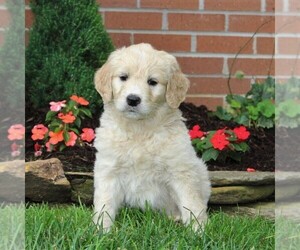 Goldendoodle-Poodle (Standard) Mix Puppy for sale in NEW PROVIDENCE, PA, USA