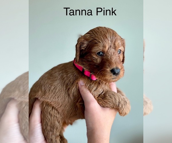 Medium Photo #1 Goldendoodle Puppy For Sale in KISSIMMEE, FL, USA