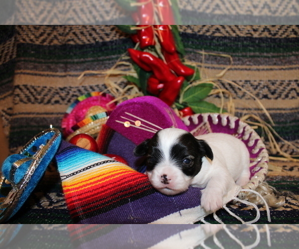 Medium Photo #3 Chihuahua Puppy For Sale in CHARLESTON, AR, USA