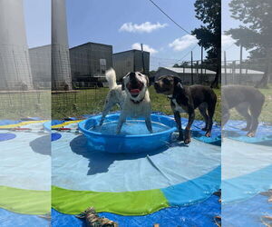 Dalmatian-Labrador Retriever Mix Dogs for adoption in Rustburg, VA, USA