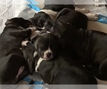 Small American Mastiff-American Pit Bull Terrier Mix