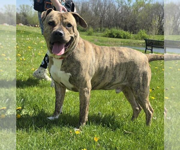 Medium Photo #2 Staffordshire Bull Terrier-Unknown Mix Puppy For Sale in Oskaloosa, IA, USA