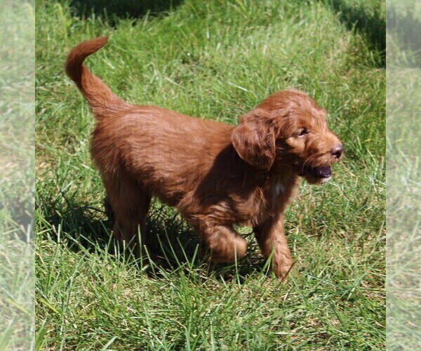 Medium Photo #3 Labradoodle-Poodle (Standard) Mix Puppy For Sale in RONKS, PA, USA