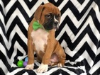 Small Photo #5 Boxer Puppy For Sale in EAST EARL, PA, USA