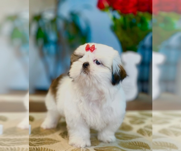 Medium Photo #7 Shih Tzu Puppy For Sale in SUGAR HILL, GA, USA