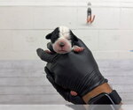 Small Mutt