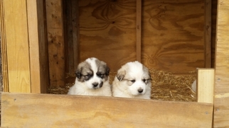 Great Pyrenees Puppy for sale in Bumpass, VA, USA
