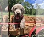 Small #1 Labrador Retriever