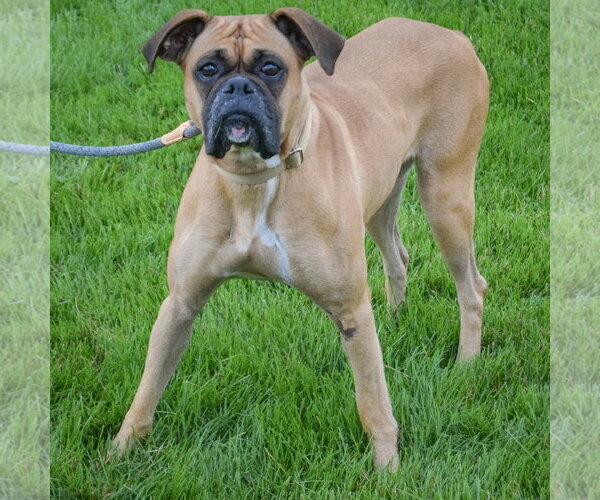 Medium Photo #3 Boxer Puppy For Sale in Huntley, IL, USA