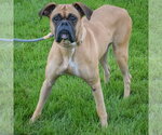 Small #2 Boxer