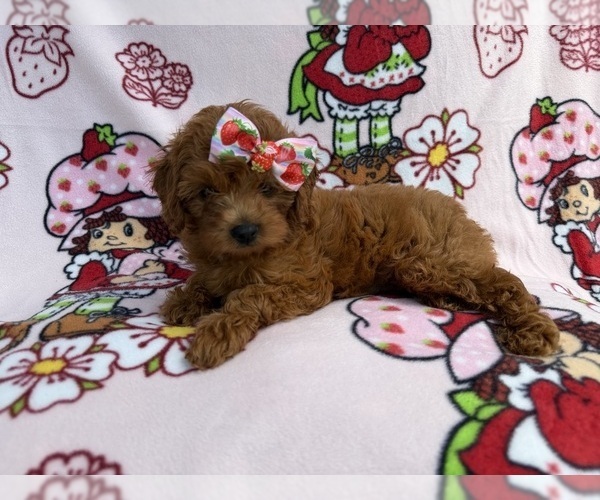 Medium Photo #4 Cavapoo (Miniature) Puppy For Sale in LAKELAND, FL, USA