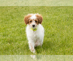 Small #1 Goldendoodle (Miniature)