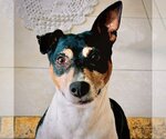 Small #5 Rat Terrier
