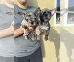 Small #6 French Bulldog