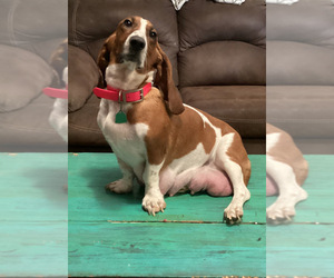 Basset Hound Dog for Adoption in NORMAN, Oklahoma USA