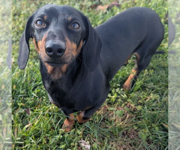 Medium Photo #3 Dachshund Puppy For Sale in Shelbyville, TN, USA