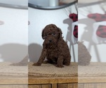 Small Photo #22 Poodle (Miniature) Puppy For Sale in GOSHEN, IN, USA