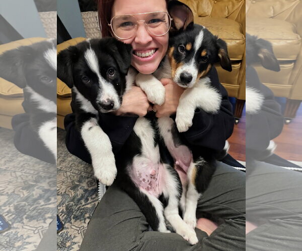 Medium Photo #2 Collie-Unknown Mix Puppy For Sale in Sandy, UT, USA