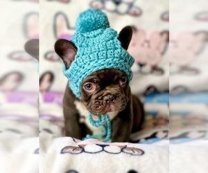 French Bulldog Puppy for sale in OJAI, CA, USA