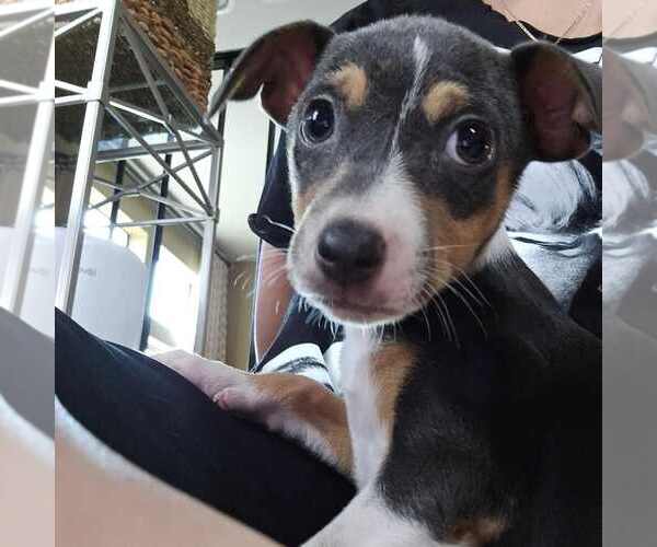 Medium Photo #2 Cheagle Puppy For Sale in Princeton, MN, USA