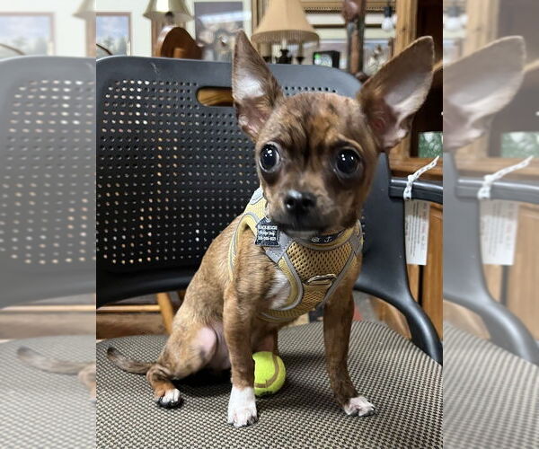 Medium Photo #3 Chihuahua-Unknown Mix Puppy For Sale in Mundelein, IL, USA