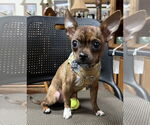 Small #2 Chihuahua Mix