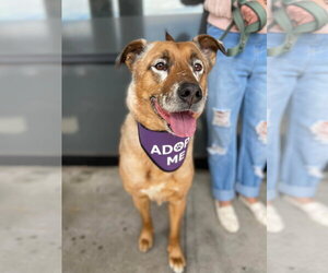 DRAKO - Male Mutt Dog for Adoption - Photo #4