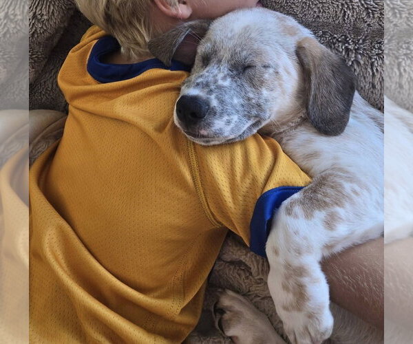 Medium Photo #3 Mutt Puppy For Sale in San Diego, CA, USA