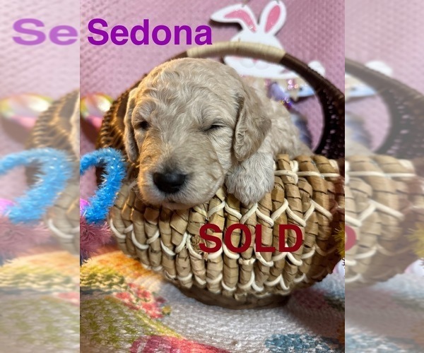 Medium Photo #2 Goldendoodle Puppy For Sale in TROY, IL, USA